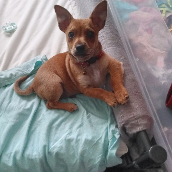 ♡ Rest in peace Buddy ♡ - Picture 9 of 15